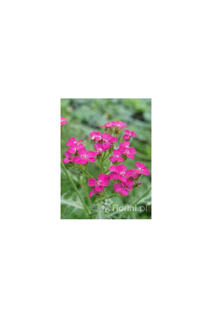 Krwawnik pospolity 'Cerise Queen' Achillea millefolia