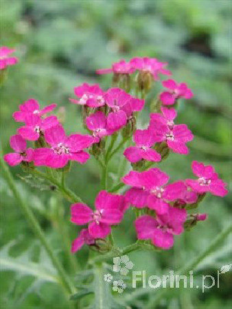 Krwawnik pospolity 'Cerise Queen' Achillea millefolia