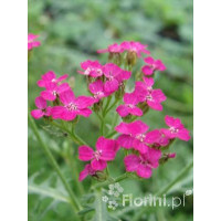 Krwawnik pospolity 'Cerise Queen' Achillea millefolia