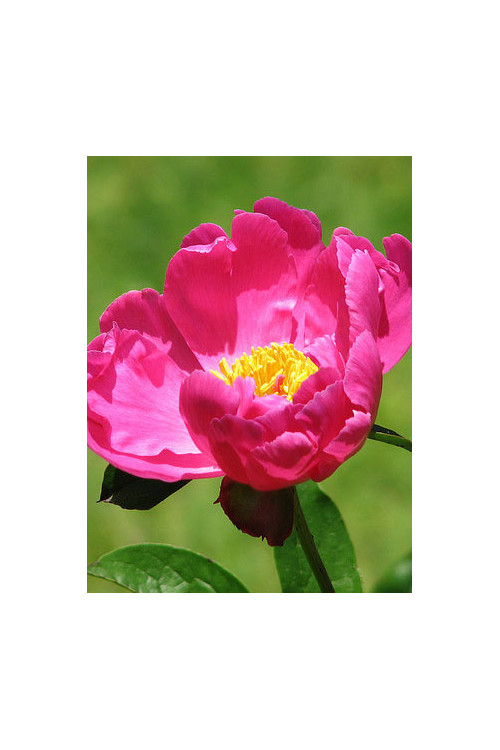 Piwonia chińska 'Little Medicine Man' Paeonia lactiflora