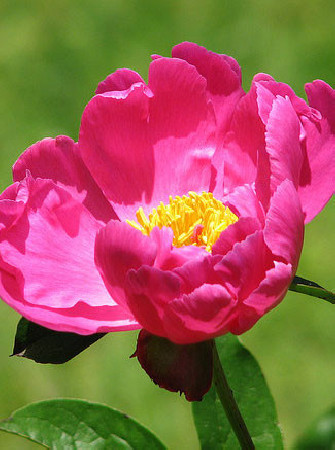 Piwonia chińska 'Little Medicine Man' Paeonia lactiflora