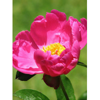 Piwonia chińska 'Little Medicine Man' Paeonia lactiflora