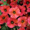 Beautical 'Cinnamon' (Petunia nowej generacji)