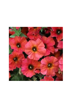 Beautical 'Cinnamon' (Petunia nowej generacji)