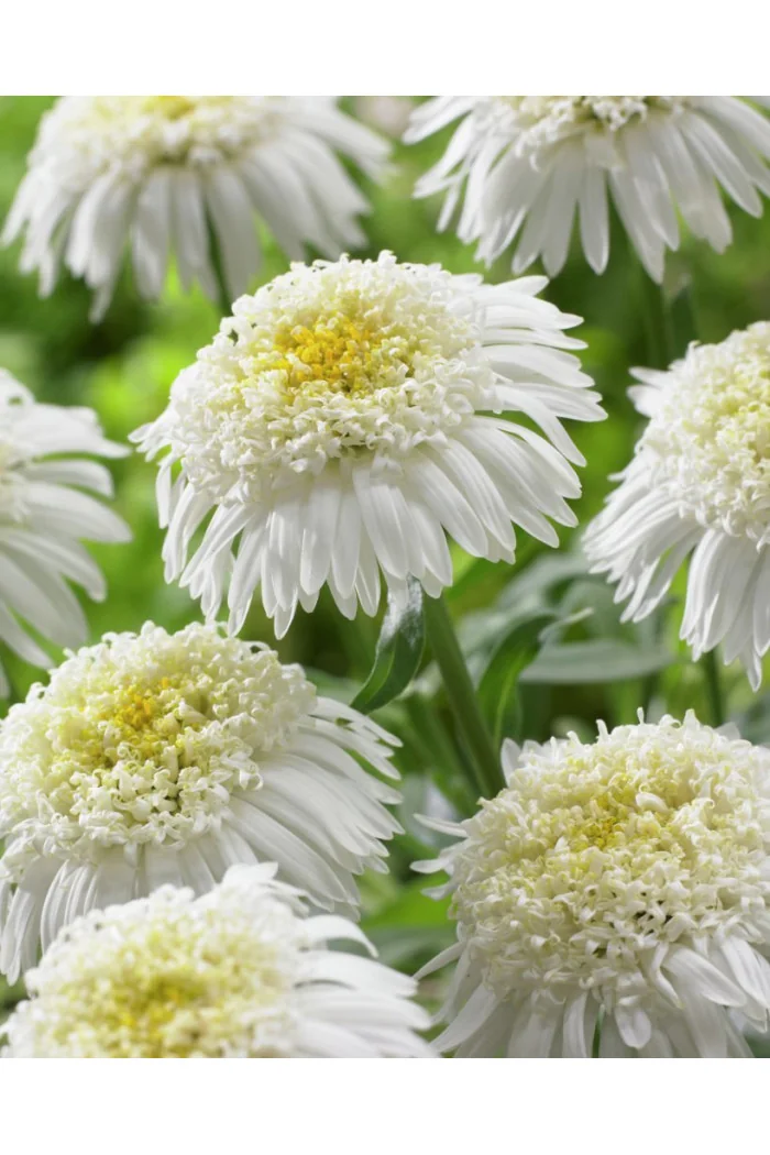 Aster 'X White'