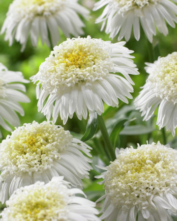 Aster 'X White'