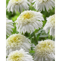 Aster 'X White'
