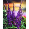 Budleja Dawida 'Empire Blue' | Buddleja dawidii