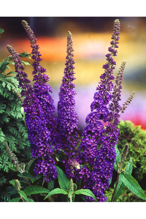 Budleja Dawida 'Empire Blue' | Buddleja dawidii