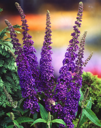 Budleja Dawida 'Empire Blue' | Buddleja dawidii