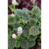 Tiarella 'Appalachian Trail' Tiarella