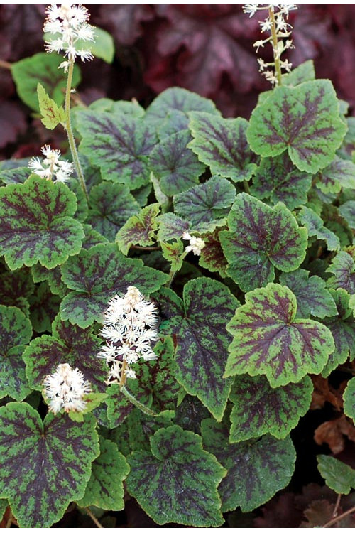 Tiarella 'Appalachian Trail' Tiarella