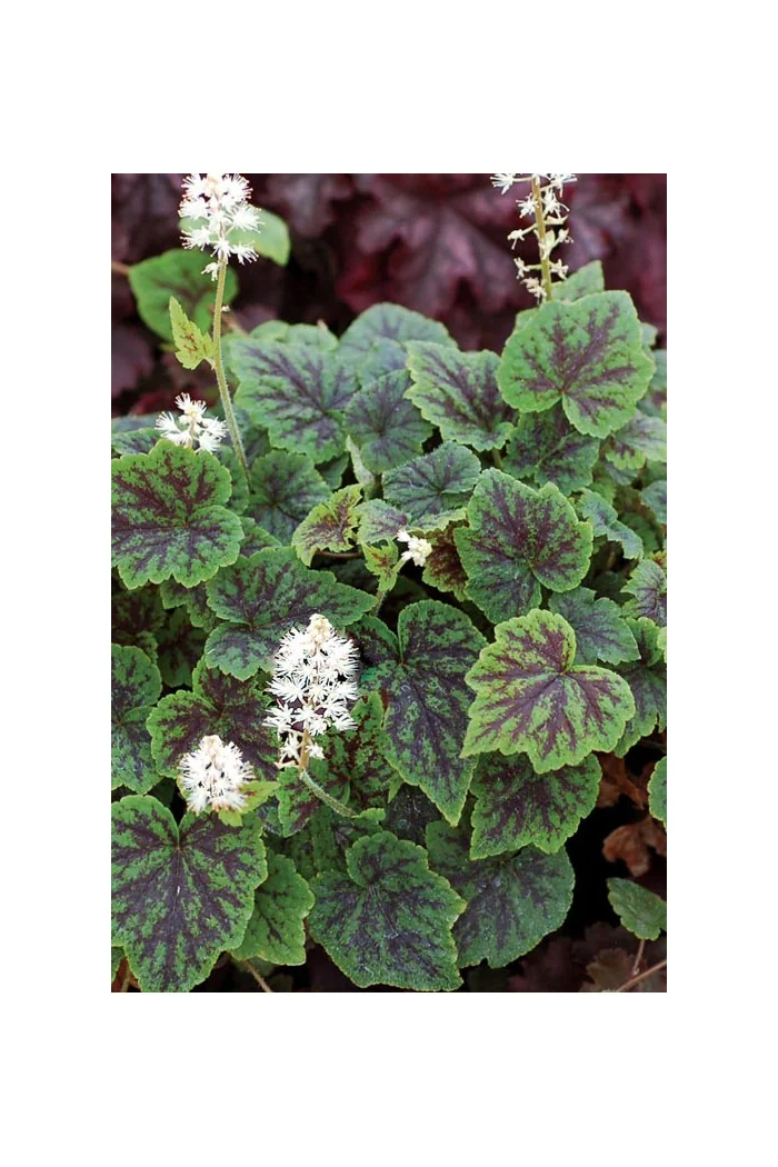 Tiarella 'Appalachian Trail' Tiarella