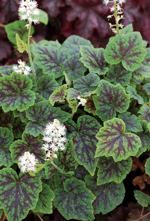 Tiarella 'Appalachian Trail' Tiarella