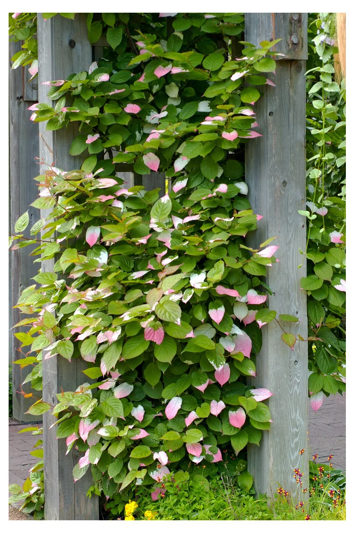 Aktinidia pstrolistna | Actinidia kolomikta