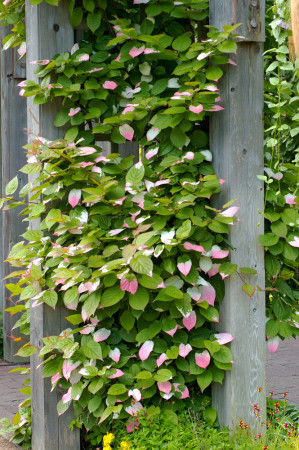 Aktinidia pstrolistna | Actinidia kolomikta