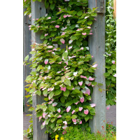 Aktinidia pstrolistna | Actinidia kolomikta