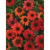 Jeżówka 'Lakota Red' | Echinacea