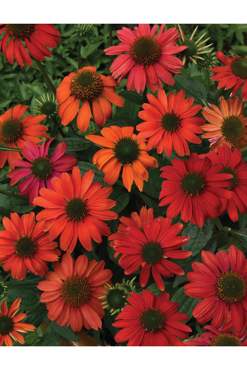 Jeżówka 'Lakota Red' | Echinacea