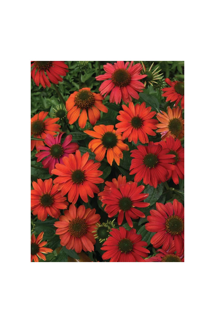 Jeżówka 'Lakota Red' | Echinacea