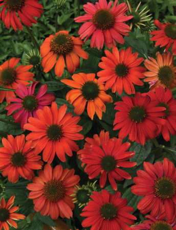 Jeżówka 'Lakota Red' | Echinacea