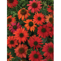 Jeżówka 'Lakota Red' | Echinacea
