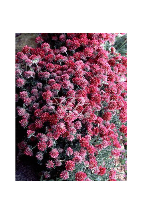 Przelot górski Anthyllis montana