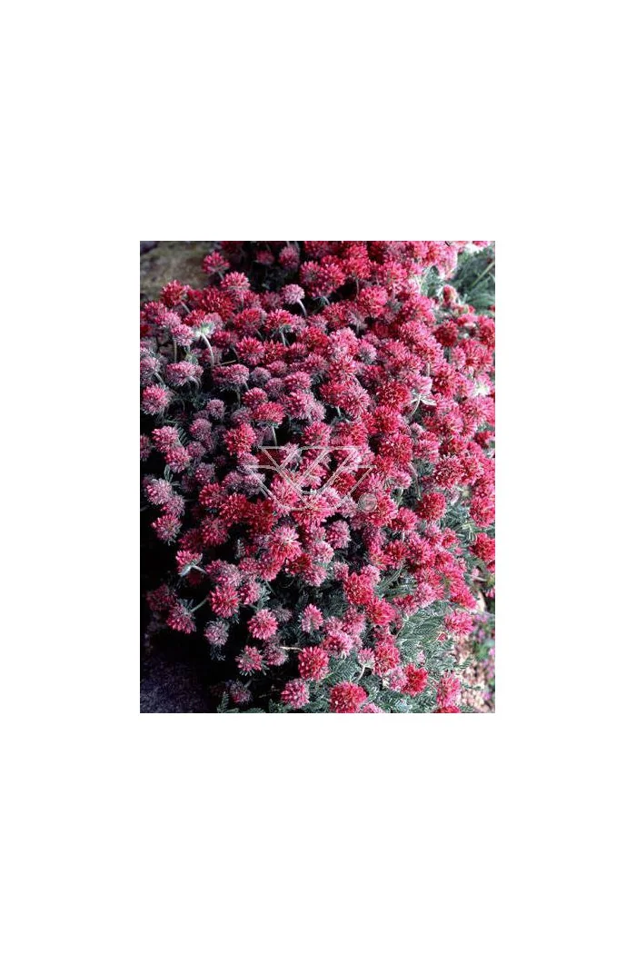 Przelot górski Anthyllis montana