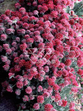 Przelot górski Anthyllis montana