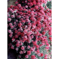 Przelot górski Anthyllis montana