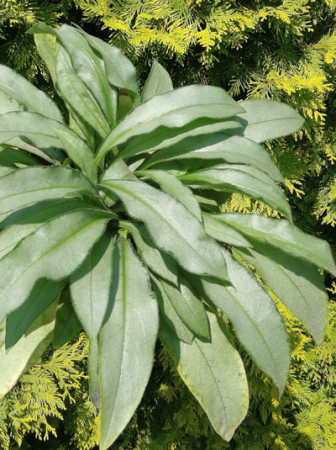 Miodunka 'Samurai' Pulmonaria
