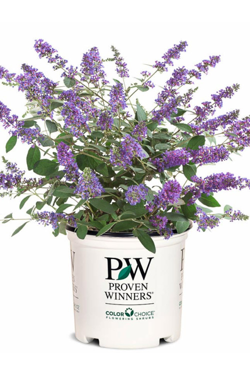 budleja, budleja velvetl, Buddleja, motyli krzew