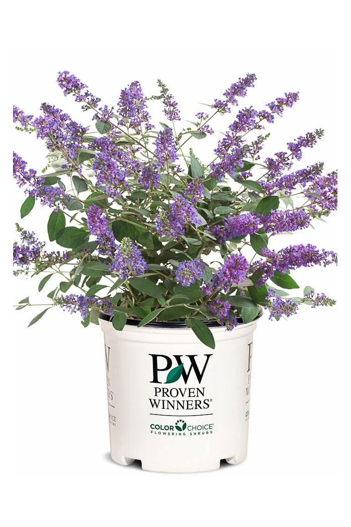 budleja, budleja velvetl, Buddleja, motyli krzew