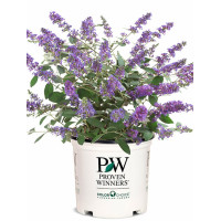 budleja, budleja velvetl, Buddleja, motyli krzew