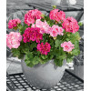 Pelargonia rabatowa 'Trendx Hot Pink' div class'lat' Pelargonium zonale /div