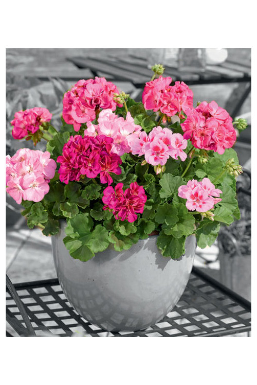 Pelargonia rabatowa 'Trendx Hot Pink' div class'lat' Pelargonium zonale /div