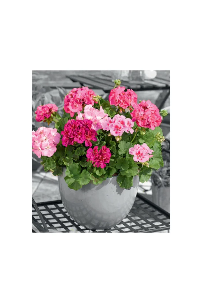 Pelargonia rabatowa 'Trendx Hot Pink' div class'lat' Pelargonium zonale /div