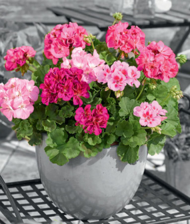 Pelargonia rabatowa 'Trendx Hot Pink' div class'lat' Pelargonium zonale /div