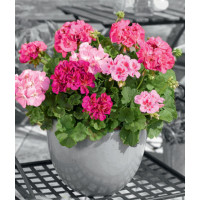 Pelargonia rabatowa 'Trendx Hot Pink' div class'lat' Pelargonium zonale /div