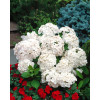 Hortensja ogrodowa 'Madame Emile Mouillere' Hydrangea macrophylla