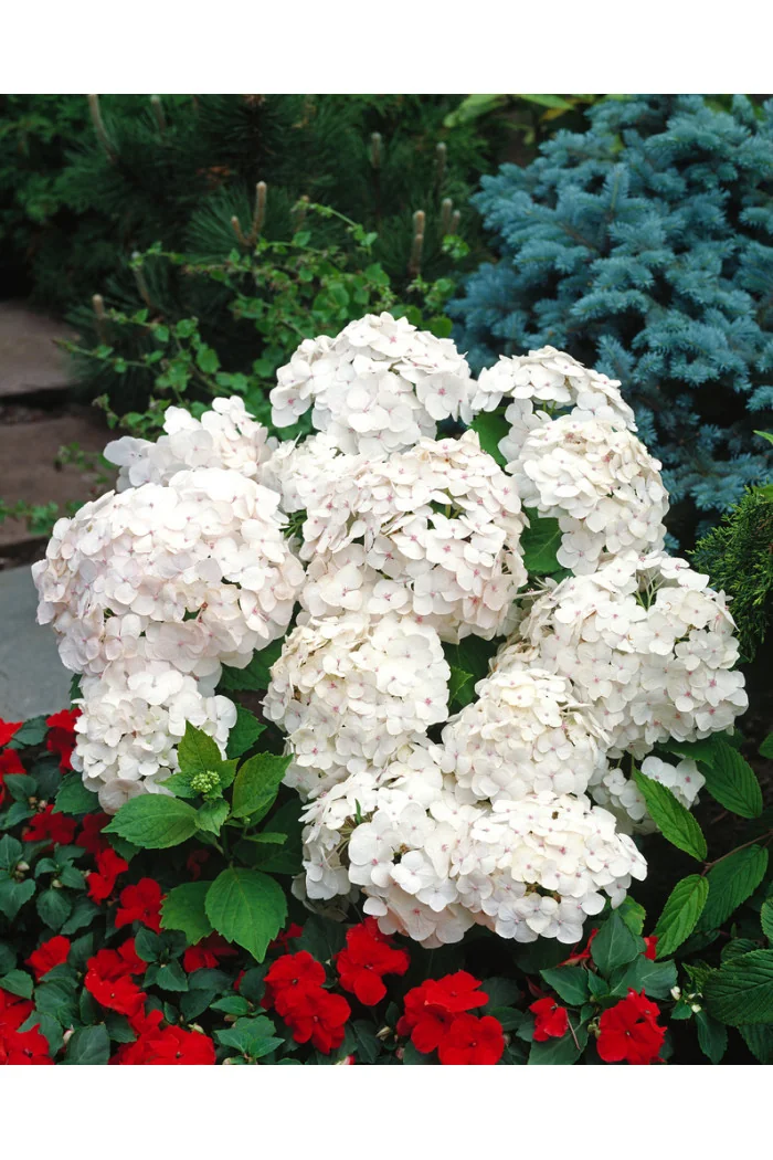 Hortensja ogrodowa 'Madame Emile Mouillere' Hydrangea macrophylla