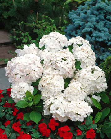 Hortensja ogrodowa 'Madame Emile Mouillere' Hydrangea macrophylla