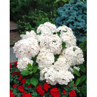 Hortensja ogrodowa 'Madame Emile Mouillere' Hydrangea macrophylla