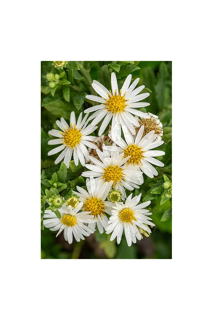 Aster żeniszkowaty 'Ashvi' | Aster ageratoides