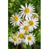 Aster żeniszkowaty 'Ashvi' | Aster ageratoides