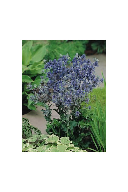 Mikołajek 'Magical Purple Stars' | Eryngium 