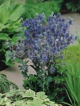 Mikołajek 'Magical Purple Stars' | Eryngium 
