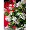 hortensja, hortensja bukietowa, hortensja Magical Candle, hydrangea, hydrangea paniculata