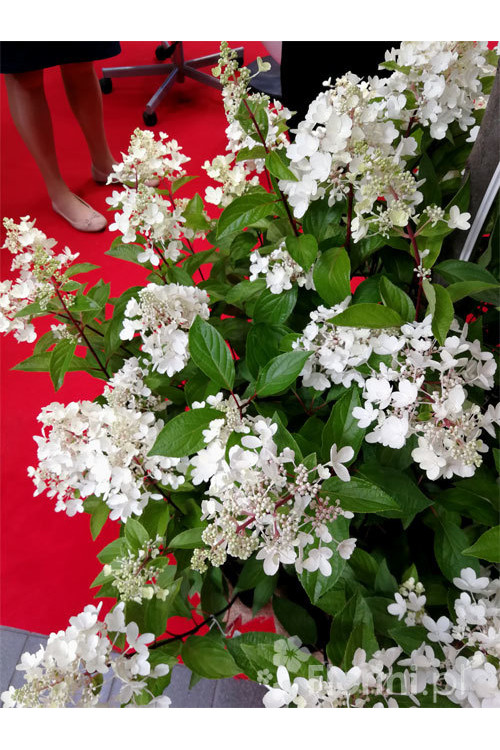 hortensja, hortensja bukietowa, hortensja Magical Candle, hydrangea, hydrangea paniculata
