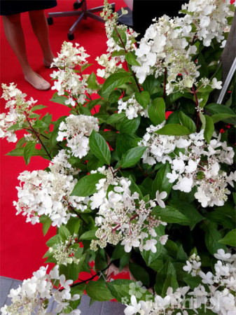 hortensja, hortensja bukietowa, hortensja Magical Candle, hydrangea, hydrangea paniculata